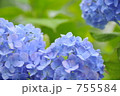 雨に咲く花