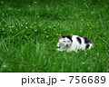 野良猫