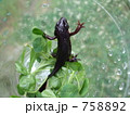 アカハライモリ