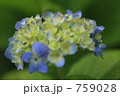 Hydrangea 