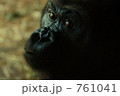 振り向くゴリラ