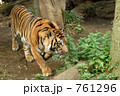 トラ　１３