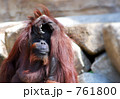 多摩動物園　オラウータンの長老