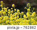 菜の花