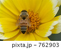 春菊の花と蜜蜂