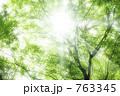 新緑の森