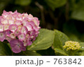 紫陽花 紫陽花