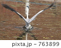 アオサギが水面から飛び立つ瞬間