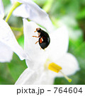 小さい白い花にてんとう虫