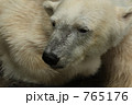 北極クマ-アップ-