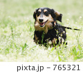 愛犬のミニチュアダックス