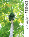 モルディブ・パパイヤの木
