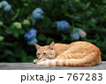 素材ナンバー 767283 : 「思案中・・・・」