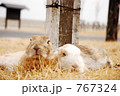 うさぎのカップル