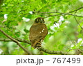 アオハズク
