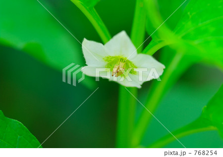 「フィサリス（ホオズキ）の花」の写真素材