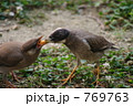 椋鳥の食事