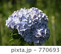 素材ナンバー 770693 : 「紫陽花」