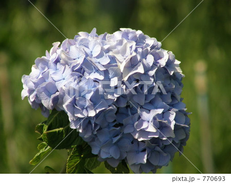 「紫陽花」の写真素材