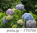 素材ナンバー 770700 : 「紫陽花」
