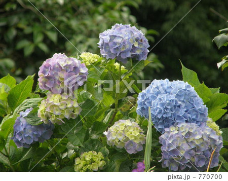 紫陽花 紫陽花