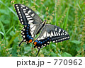 アゲハチョウ