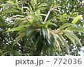 栗の花