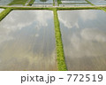 水田に映った空