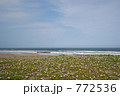 ハマヒルガオ大群落（太平洋の海辺で）