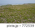 ハマヒルガオ大群落（太平洋の海辺で）