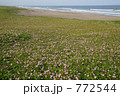 ハマヒルガオ大群落（太平洋の海辺で）