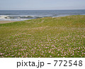 ハマヒルガオ大群落（太平洋の海辺で）