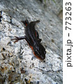イモリ