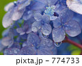 雨上がりのアジサイ