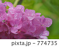 雨上がりのアジサイ