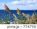 ダンチクと海岸
