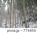 雪の中の杉林
