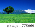 小岩井農場の一本桜