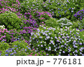 下田公園の紫陽花