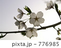 日暮の逆光のサクラの花