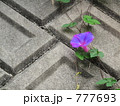 朝顔の香り