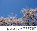 桜舞う