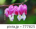たいつり草 たいつり草