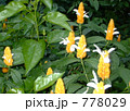 天使の花