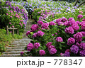 満開の紫陽花と遊歩道