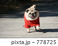 パグ