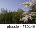 高原に咲く満開の桜と白樺林