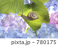 かたつむり　と　あじさい