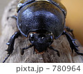 ヒルスシロカブトムシ　メス