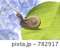 かたつむり　と　アジサイ